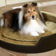 Illustration for article titled Dolce Vita Heated and Cooled Pet Bed Beggars Belief